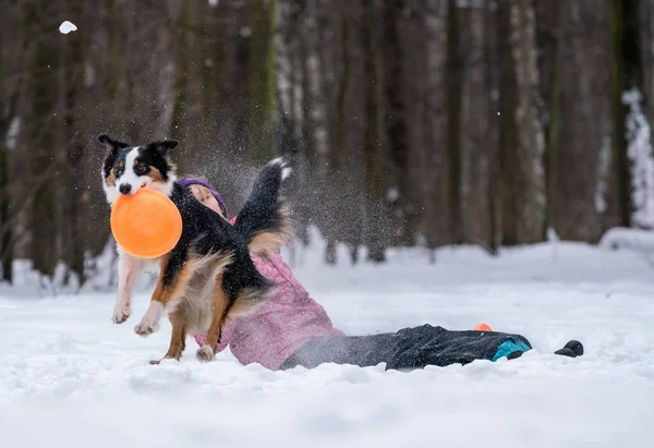 ボーダーコリー犬と雪の中でフリスビーを再生少女 — ストック写真