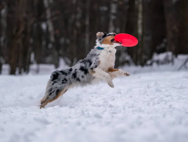 犬種オーストラリアン シェパードは 雪の中でディスクをキャッチします — ストック写真