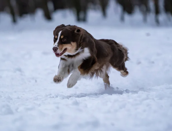 Cane Razza Pastore Australiano Cattura Disco Nella Neve — Foto Stock