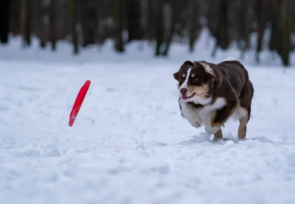 犬種オーストラリアン シェパードは 雪の中でディスクをキャッチします — ストック写真