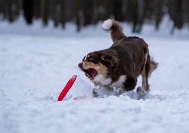 köpek doğurmak Avustralyalı çoban a yuvarlak yüzey içinde belgili tanımlık kar yakalar