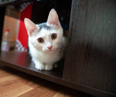 Güzel beyaz yavru kedi kamera lensi içine bakıyor