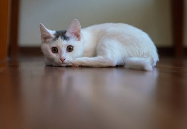 Güzel beyaz yavru kedi kamera lensi içine bakıyor