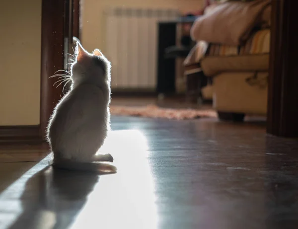 Silhouette of a white cat on the background of the room.