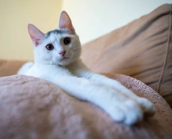Vacker Vit Katt Unge Tittar Kamera Linsen — Stockfoto