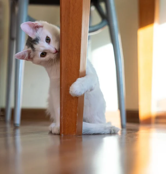 Vacker Vit Katt Unge Pawed Benet Bord — Stockfoto