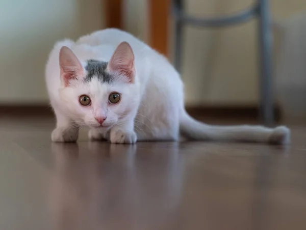 Vacker Vit Katt Unge Tittar Kamera Linsen — Stockfoto
