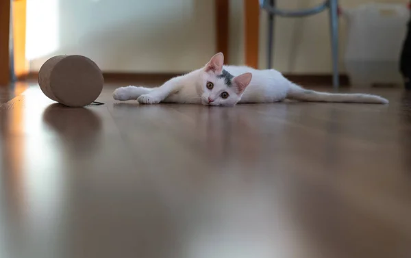 Mooie Witte Kitten Spelen — Stockfoto