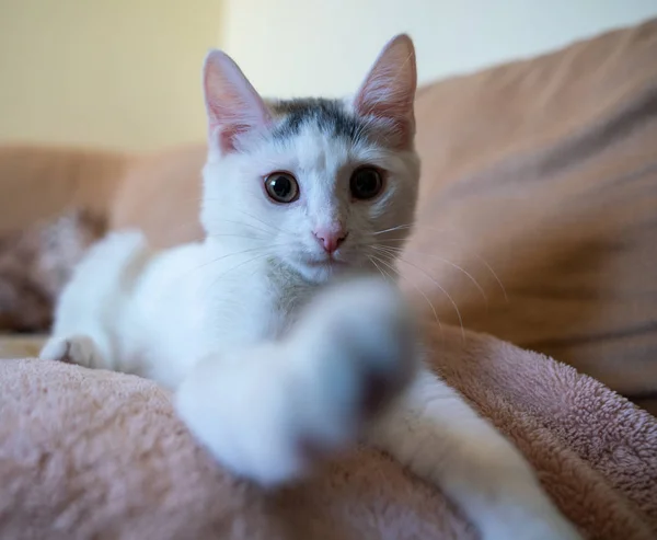 Mooie Witte Kitten Spelen — Stockfoto