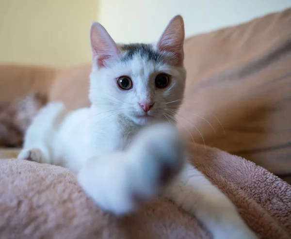 Hermoso Gatito Blanco Jugando —  Fotos de Stock