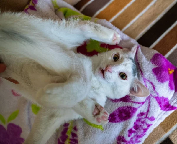 Beautiful White Kitten Playing — Stock Photo, Image