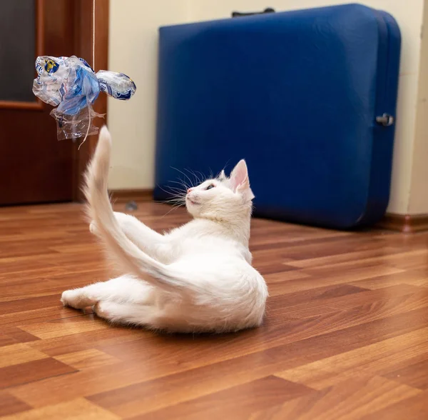 Hermoso Gatito Blanco Jugando —  Fotos de Stock