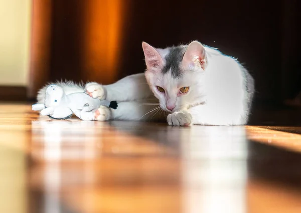 Mooie Witte Kitten Spelen — Stockfoto