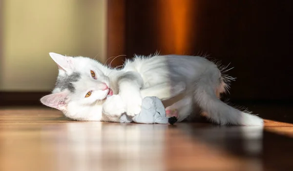 Krásné Bílé Kotě Hraje — Stock fotografie