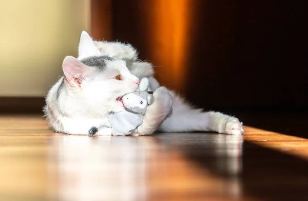 美しい白い子ネコを再生 — ストック写真