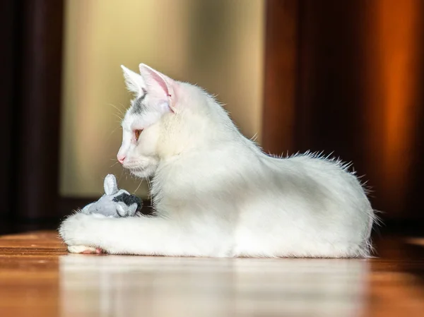 Mooie Witte Kitten Spelen — Stockfoto