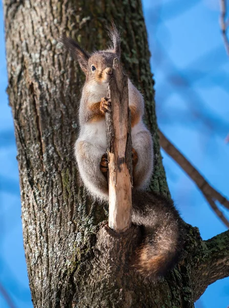 Esquilo Fofo Bonito Sentado Galho Árvore — Fotografia de Stock