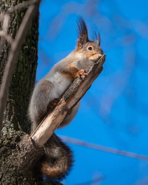 Esquilo Fofo Bonito Sentado Galho Árvore — Fotografia de Stock