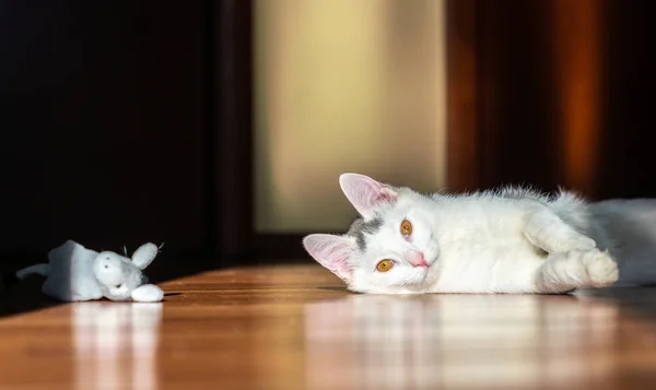 Mooie Witte Kitten Spelen — Stockfoto