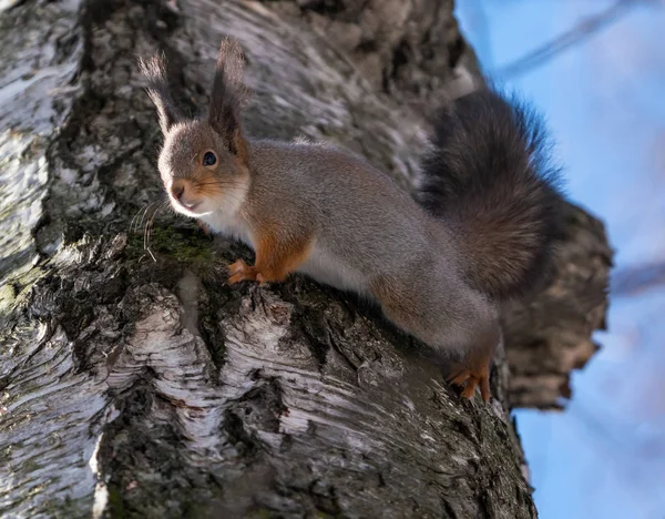 Schönes Flauschiges Eichhörnchen Sitzt Auf Einem Ast — Stockfoto