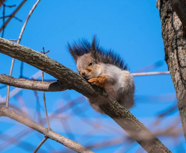 Esquilo Fofo Bonito Sentado Galho Árvore — Fotografia de Stock