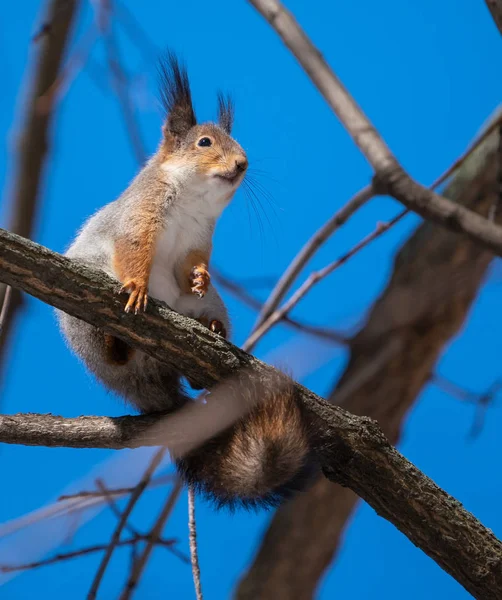 Schönes Flauschiges Eichhörnchen Sitzt Auf Einem Ast — Stockfoto