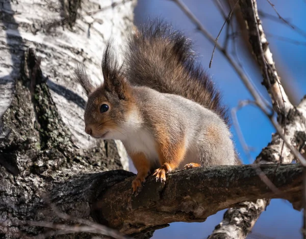 Schönes Flauschiges Eichhörnchen Sitzt Auf Einem Ast — Stockfoto