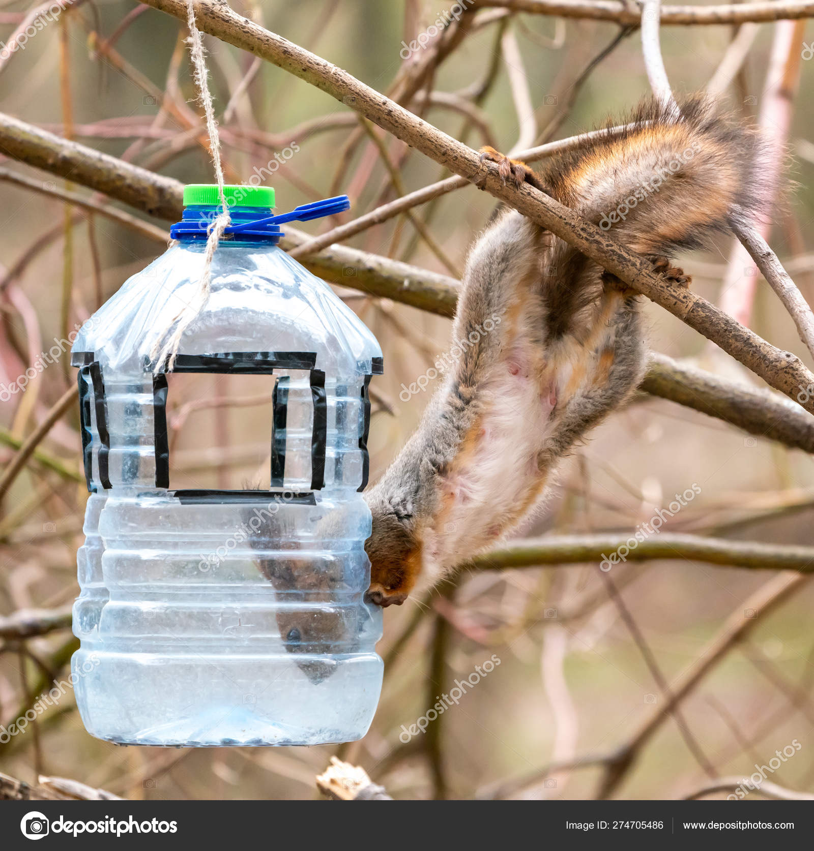 Beautiful Fluffy Squirrel Eats Feed Feeders Stock Photo