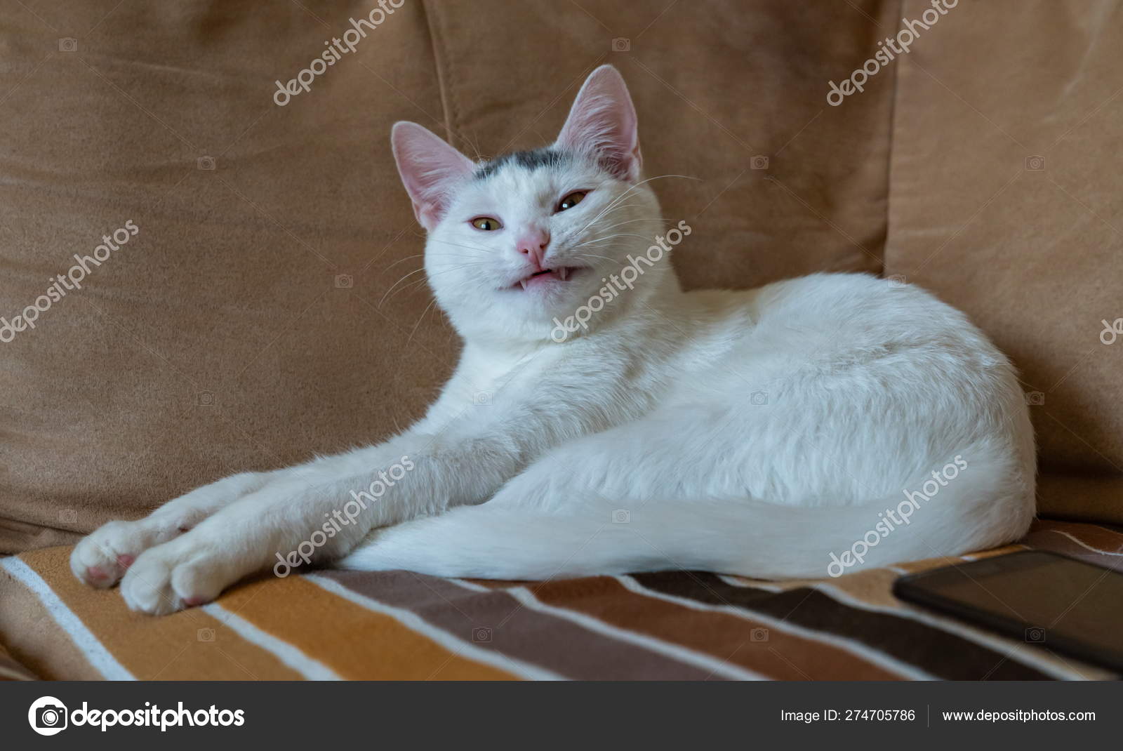 white cat smiling