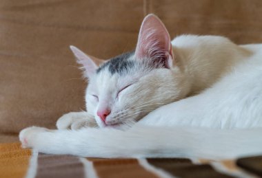 Kanepede uyuyan güzel beyaz kedi