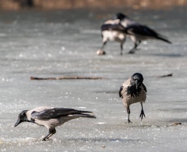 Buzun üzerindeki karga kuşları balık yemi böler