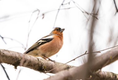 Kuş Chaffinch parkta bir şube üzerinde oturur