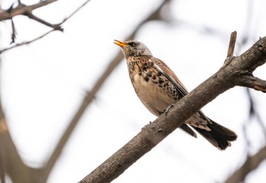 Karakuş'un bir dalda olduğu kuş