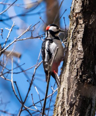 Ağaçtaki ağaçkakan bir kuş gagasını çakıyor ve yiyecek topluyor.