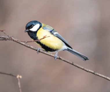 Kuş meymi bir ağaç dalı üzerinde oturuyor