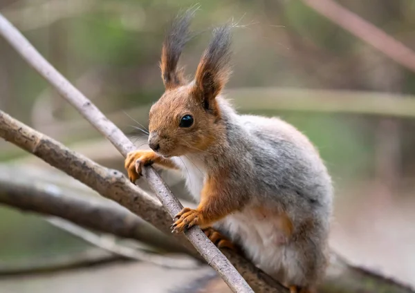 Beautiful fluffy squirrel curious looking at the camera