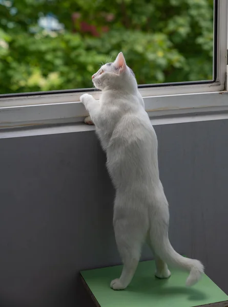 Schöne Weiße Katze Schaut Neugierig Aus Dem Fenster — Stockfoto