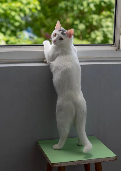 Mooie Witte Kat Ziet Vreemd Genoeg Uit Het Raam — Stockfoto