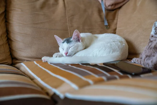 Vacker Vit Katt Sover Soffan — Stockfoto