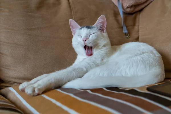 Güzel Beyaz Kedi Kanepede Esneme — Stok fotoğraf