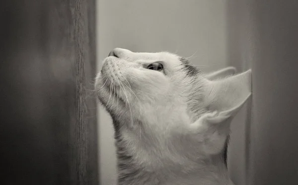 Hermoso Gato Blanco Mirando Hacia Arriba Seriamente — Foto de Stock