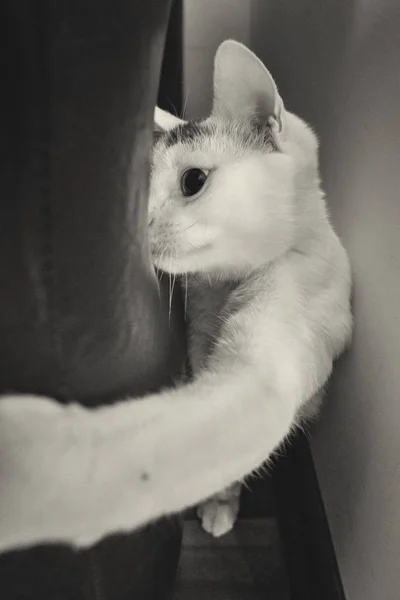 Hermoso Gato Blanco Jugando Con Pata —  Fotos de Stock