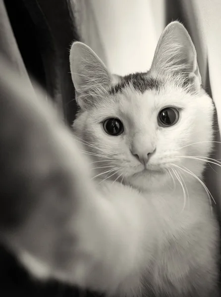 Gato Branco Curioso Olhando Para Câmera — Fotografia de Stock