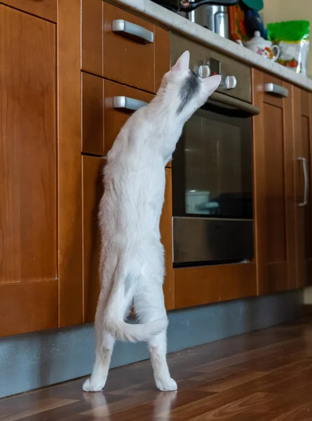 Eine Schöne Weiße Katze Guckt Die Küche Auf Der Suche — Stockfoto