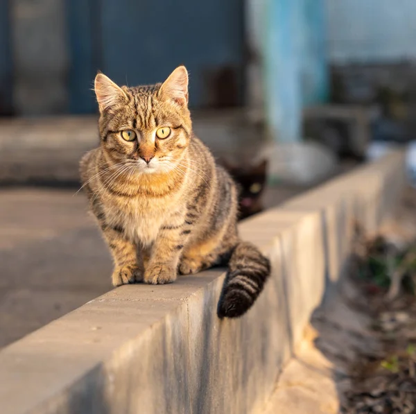 Schöne Braune Flauschige Katze Auf Der Straße — Stockfoto