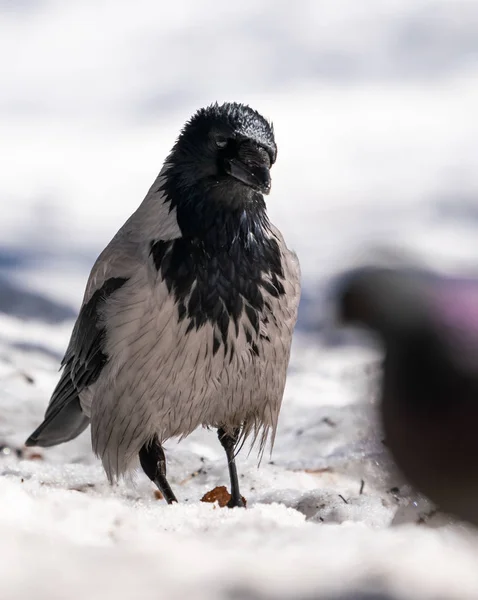 Krähenvogel Steht Schnee Auf Der Straße — Stockfoto