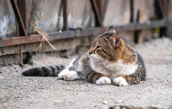 Schöne Braune Flauschige Katze Auf Der Straße — Stockfoto