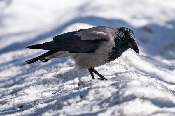 Krähenvogel Steht Schnee Auf Der Straße — Stockfoto