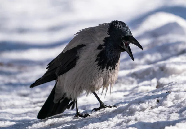 Crow Bird Stands Snow Road — Stock Photo, Image