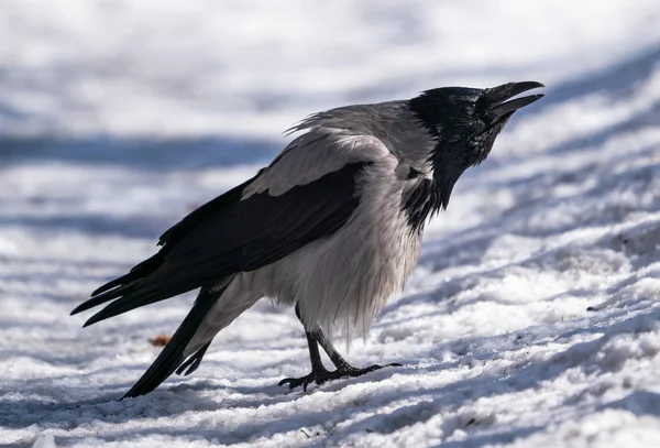 Krähenvogel Steht Schnee Auf Der Straße — Stockfoto